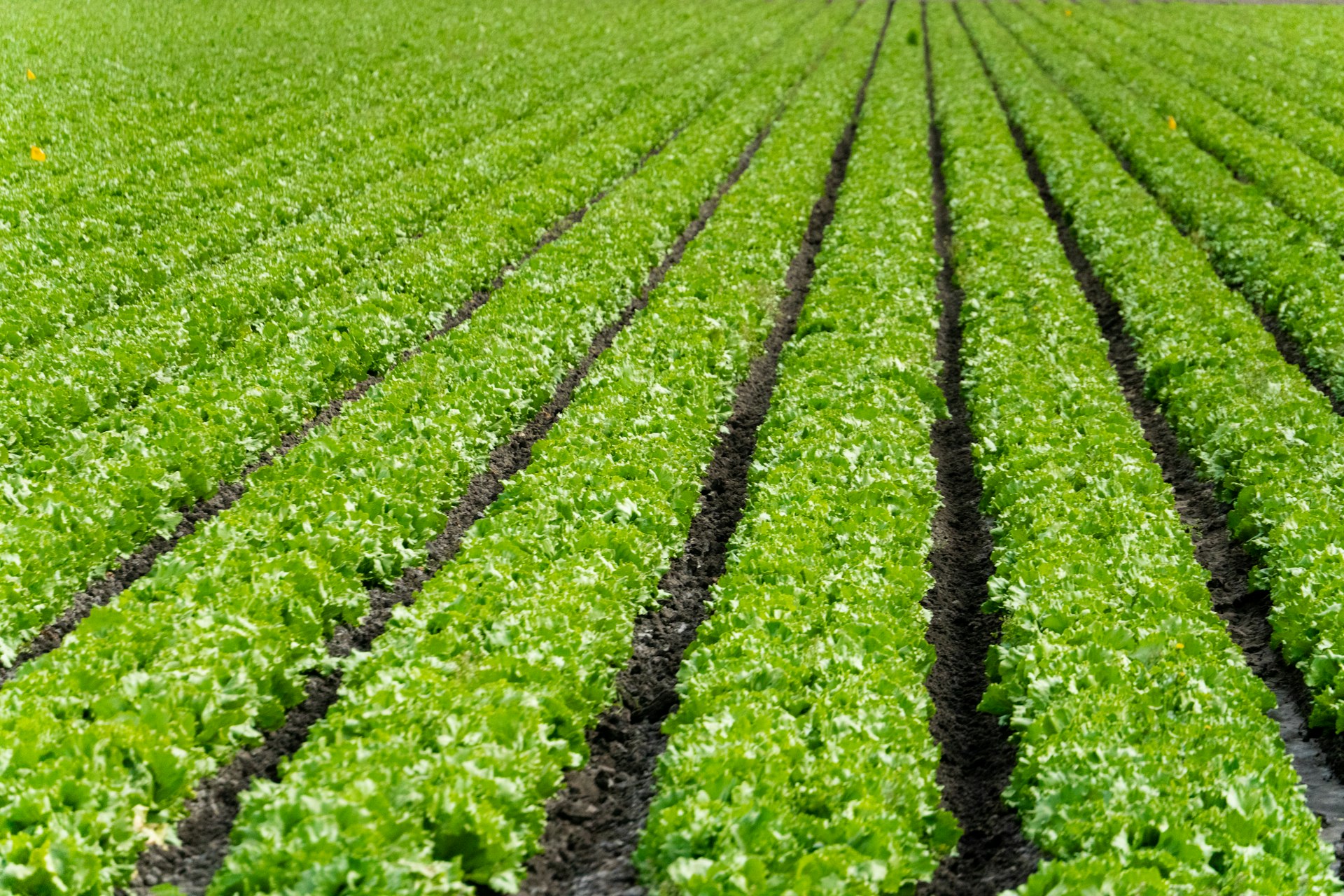 Rows of lettuce growing in a field.
